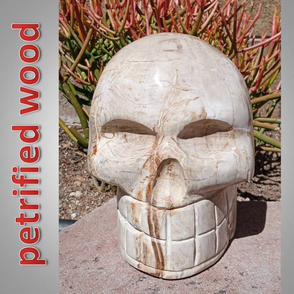 HUGE! Petrified Wood SKULL stone rock crystal